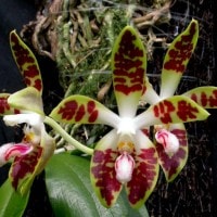 Anggrek Bulan Sumatera / Phalaenopsis sumatrana