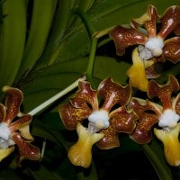 Vanda Sumatera / Vanda sumatrana