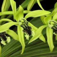 Anggrek Hitam
