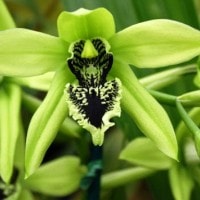 Anggrek hitam / Coelogyne pandurata