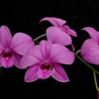 Anggrek Larat (Dendrobium phalaenopsis) Anggrek Langka dari Maluku