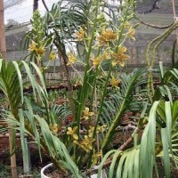 Anggrek Tebu