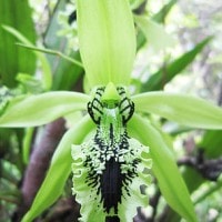 Anggrek Hitam