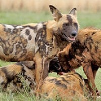 Anjing Liar Afrika