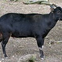 Anoa Dataran Rendah