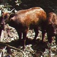 Anoa Pegunungan
