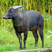 Anoa Dataran Rendah