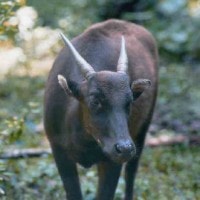 ANOA