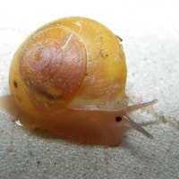 aphanoconia usukanensis (photo liew)