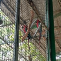 Ara Merah Sayap Hijau