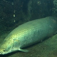 Arapaima gigas si Ikan Purba Air Tawar