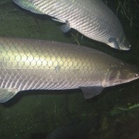 Arapaima (paiche)