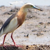 Blekok Sawah