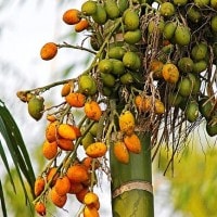 pinang(pineung)