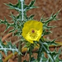 Argemone mexicana L (Daruju)