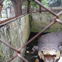Penangkaran Buaya Asam Kumbang