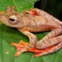 Katak Pohon Terbang