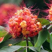 Pohon Asoka / Bunga Asoka