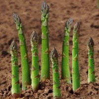 Asparagus