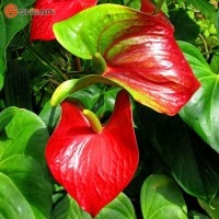 Anthurium