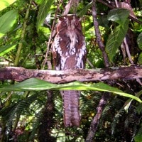 Atoko besar / Feline Owlet-Nightjar