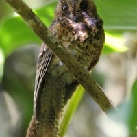 Atoko gunung / Owlet-Nightjar