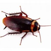 kecoa australia (Periplaneta australasiae)