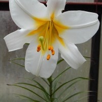 Bunga Oktober