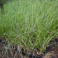 Akar Wangi