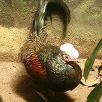 Ayam hutan hijau
