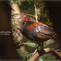 Ayam-hutan merah