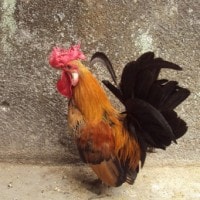 Ayam kate