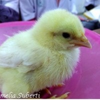 Ayam kampung untuk Fraktur