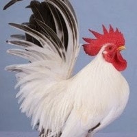 Si Imut Ayam Kate