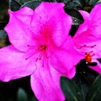Bunga Azalea