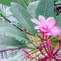 Kamboja