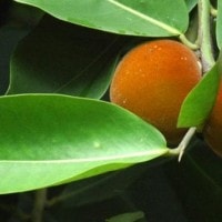 Buah Bisbus