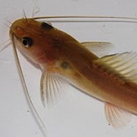 klasifikasi ikan baung