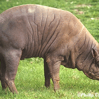 Babirusa