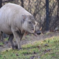 Babi Rusa
