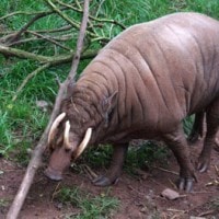 Babirusa