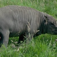 Babirusa