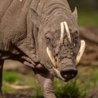 Babirusa