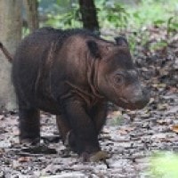 Pesona Badak Sumatera di Lampung