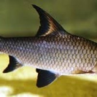 Ikan Batang Buro