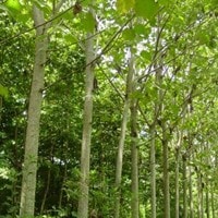 Balsa