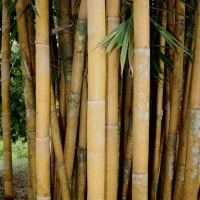 buluh lemang