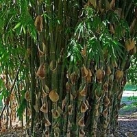 bambu apus