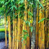 Bambu kuning