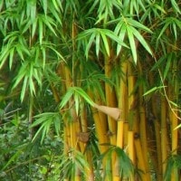 Bambu Kuning